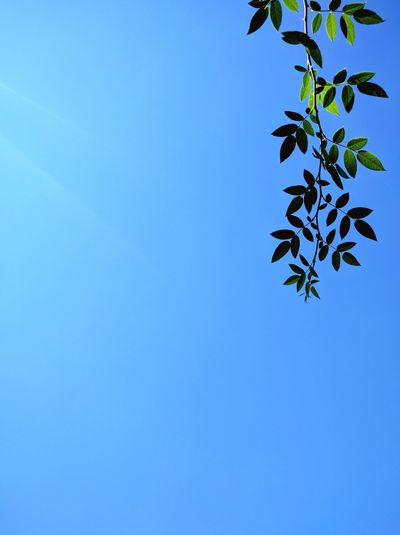 Low angle view of branch against clear blue sky