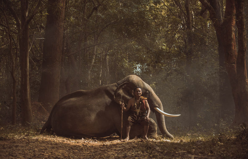 Full length of man sitting by elephant in forest