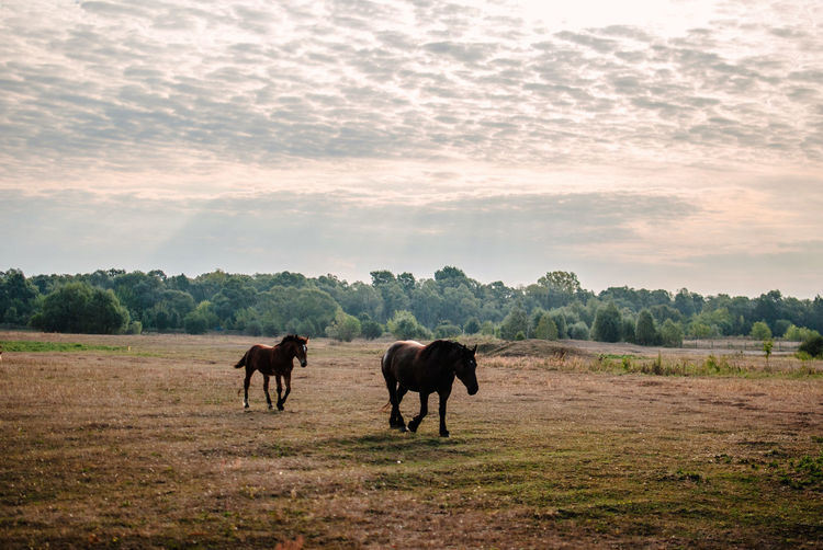 Horses walking on field during sunset