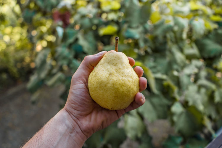 Cropped image of hand holding pear at garden