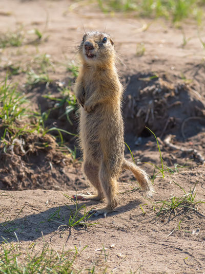 Gopher is standing on its hind legs on the meadow and looks at the camera. full length.