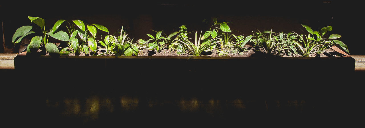 Potted plants at night