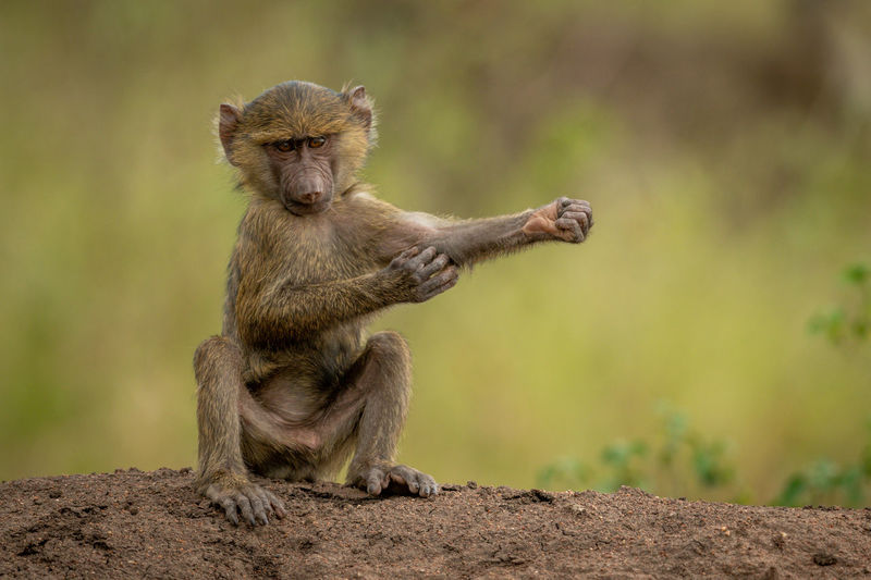 Olive baboon sits on bank scratching arm