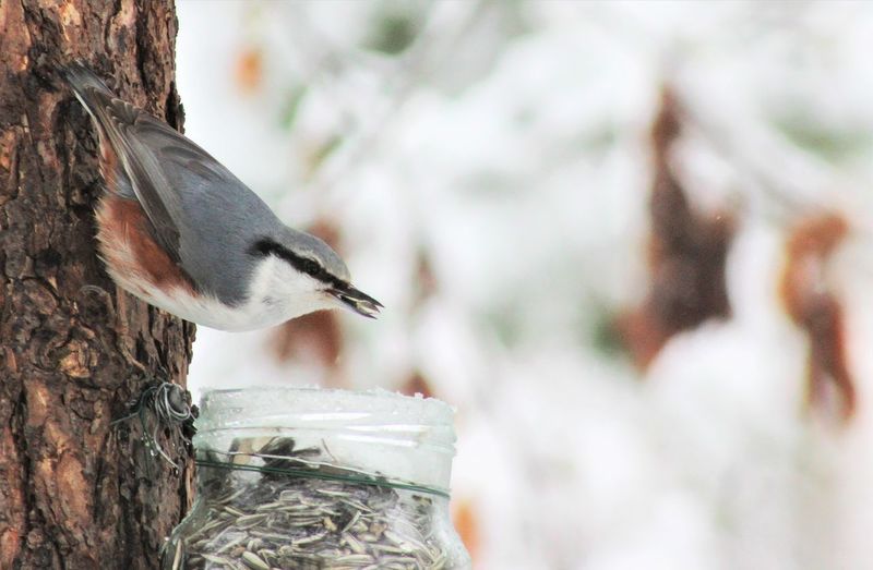 Nuthatch hanging on tree trunk and eating nuts from bird feeder