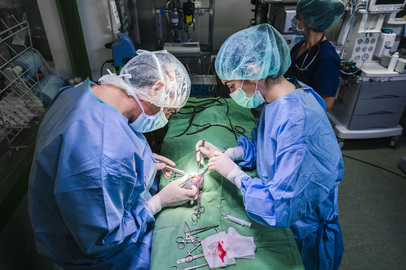 From above side view of focused vet doctor with assistant in uniform and medical mask performing surgery in operating room in modern clinic