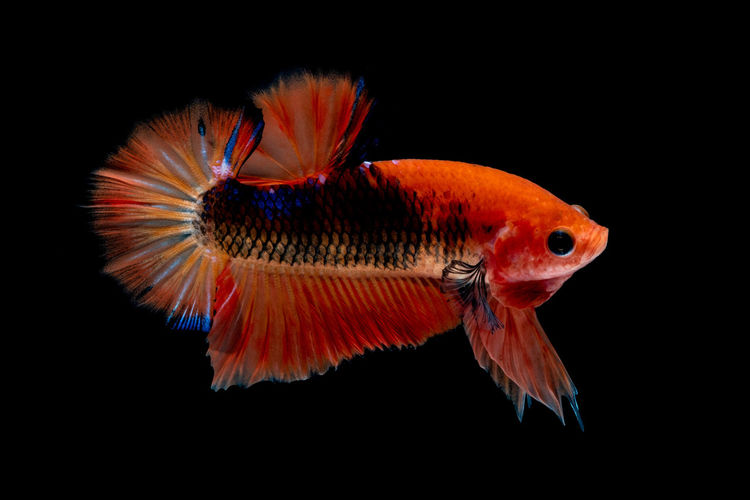 Close-up of fish underwater