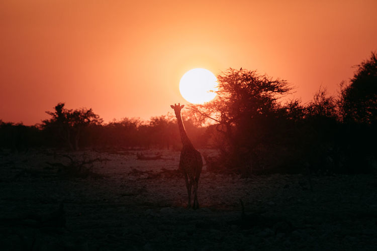 Silhouette giraffe standing on sand against sky during sunset