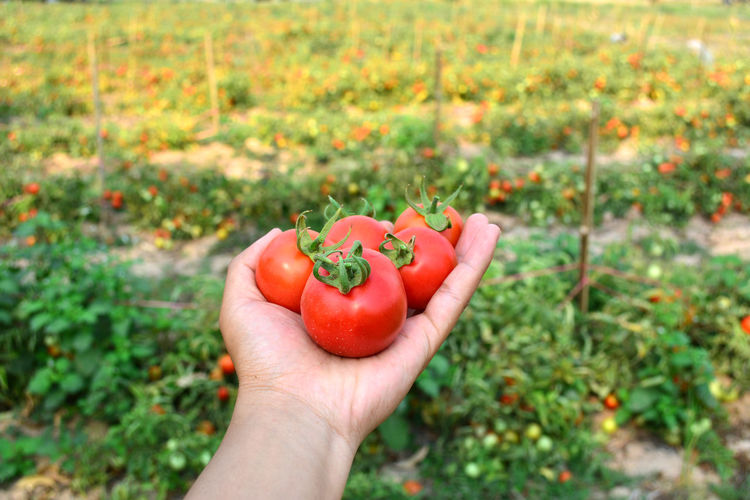 Cropped hand of person holding tomatoes on field