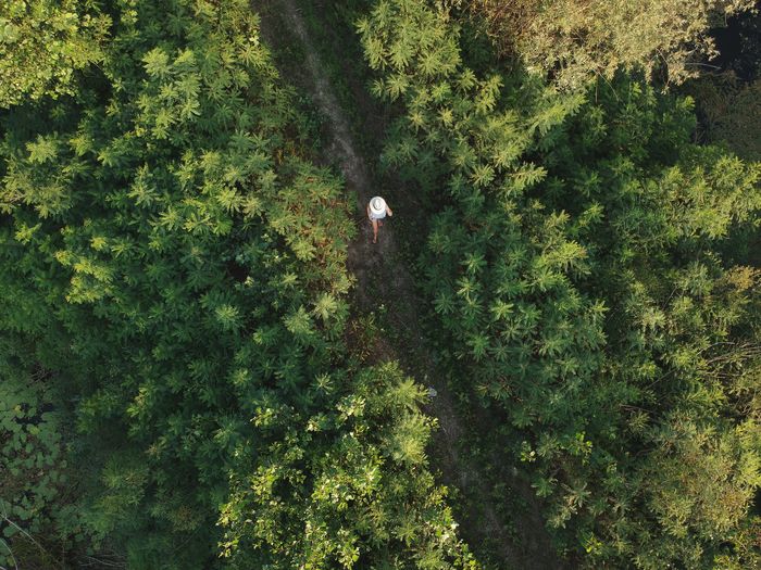 High angle view of woman amidst trees in forest