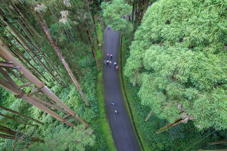 Aerial view of people walking on road through forest