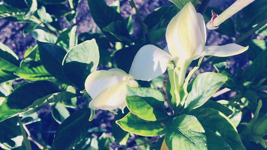 Close-up of flowers