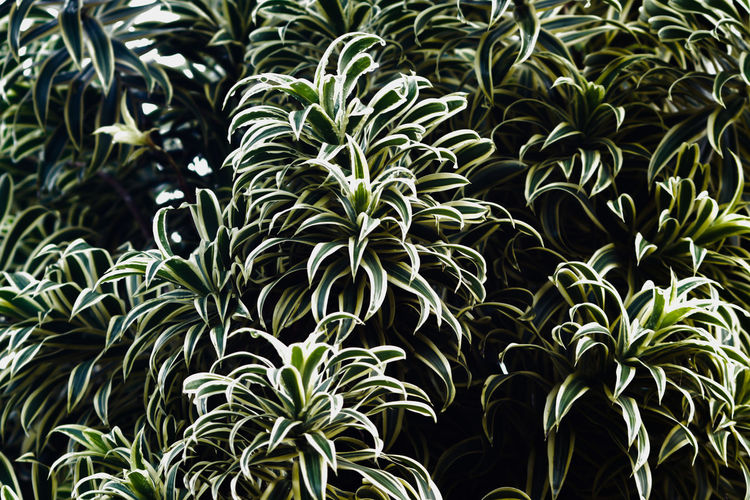 Full frame shot of plants
