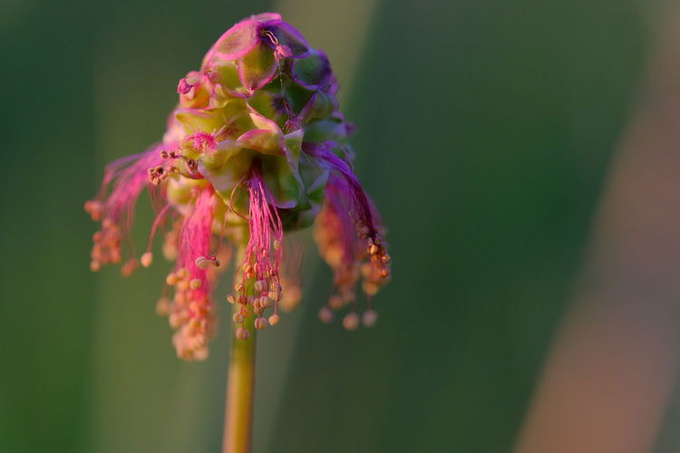 Close-up of insect on purple flowering plant