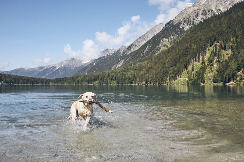 Dog running in lake against sky