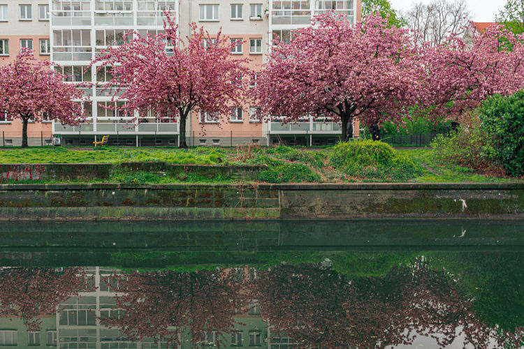 View of building and trees in city