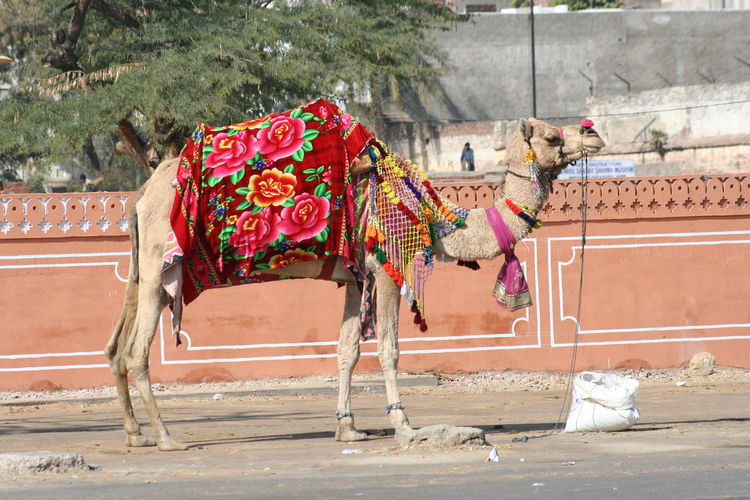 Side view of decorated camel standing on road