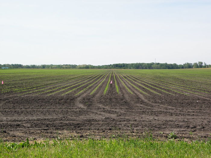 Scenic view of agriculture field against sky