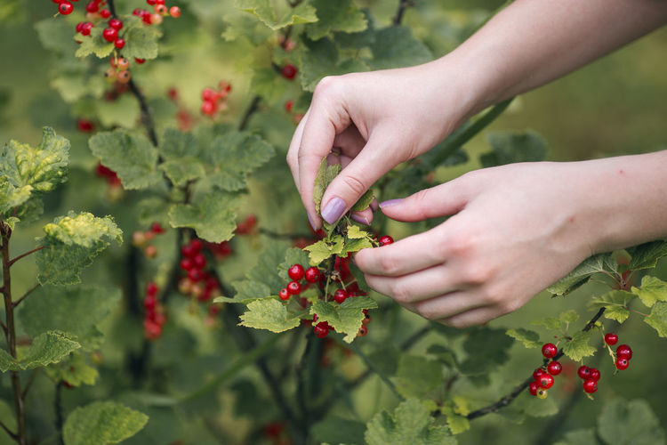 Woman picking red currants from the tree