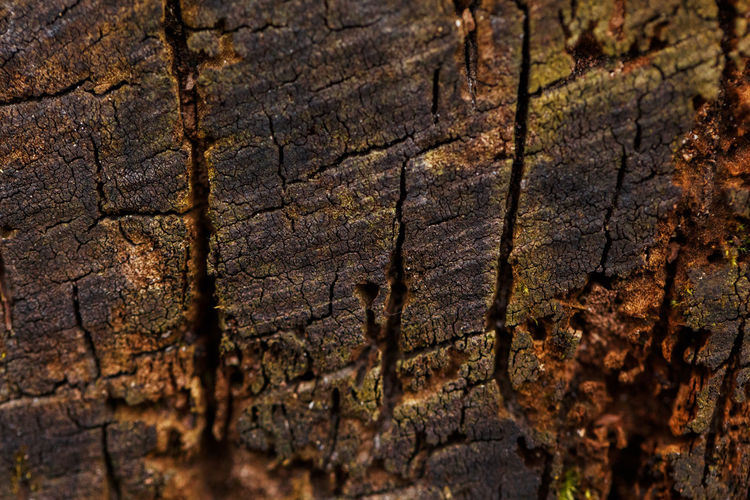 Natural wooden cut off texture background. closeup macro of old aged tree bark log. 