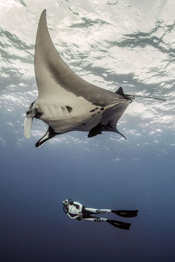 Man diving undersea with stingray