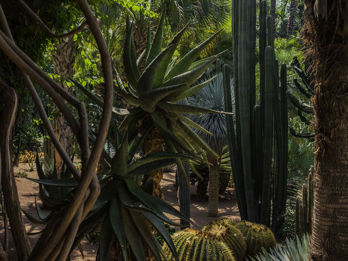 Close-up of palm trees in forest