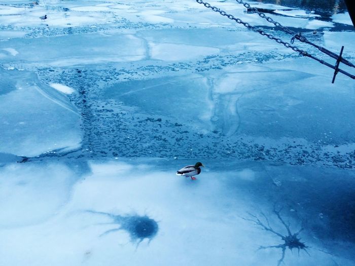 High angle view of mallard duck on frozen lake