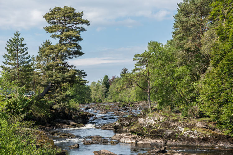 Scenic view of river amidst trees against sky