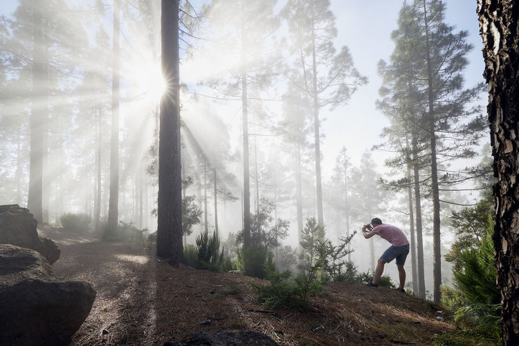 Photographer in foggy forest. young man during photographing trees in beautiful light. 