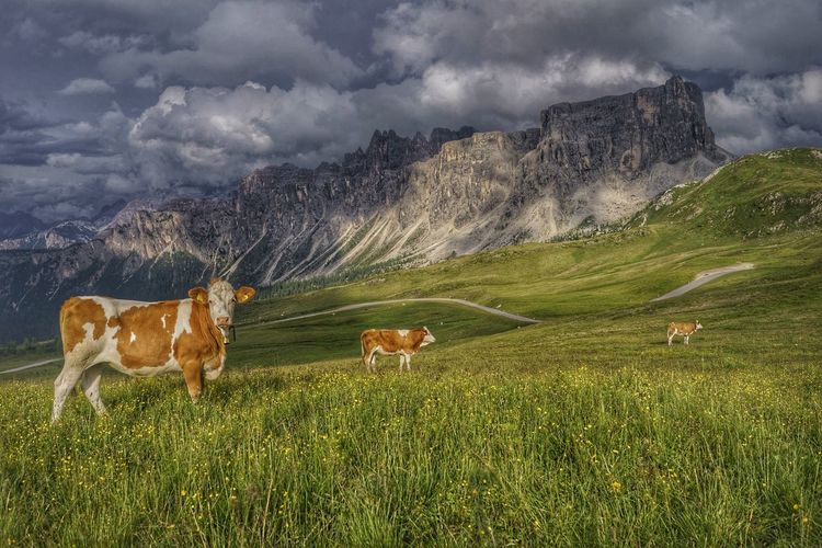 Cows standing on grassy field against stormy clouds