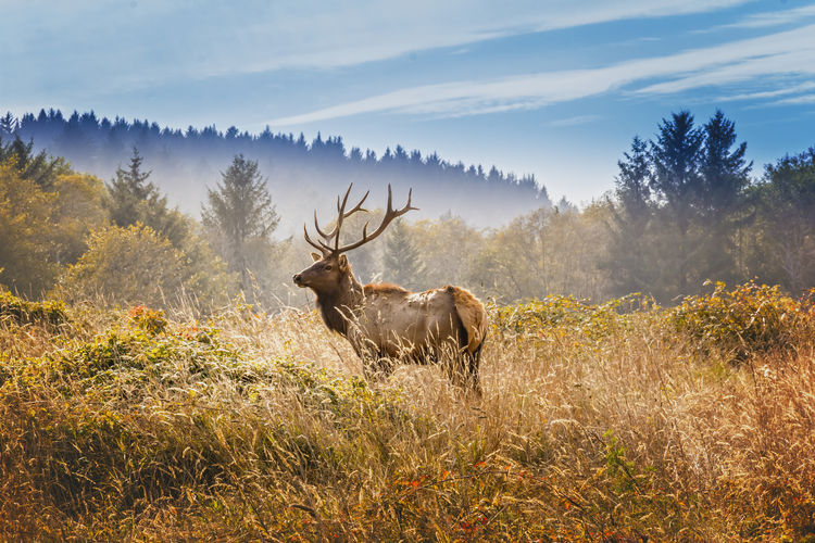 Elk with royal stags in the yosemite national park