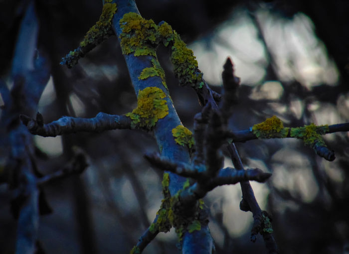 Close-up of moss growing on tree branch