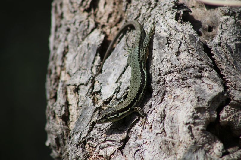 Close-up of salamander in a tree trunk 