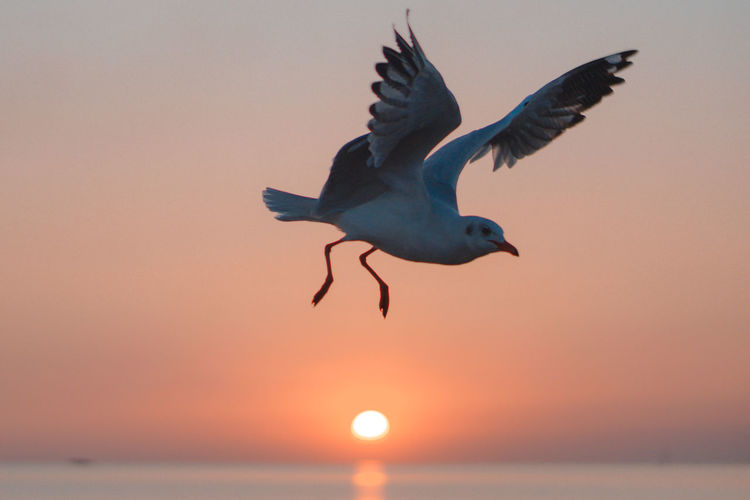 Seagulls flying over sea during sunset
