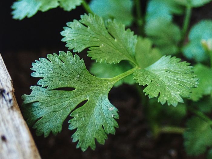 Cilantro leaves in a home vegetable garden