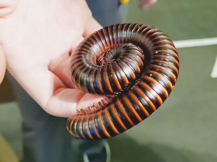 Close-up of human hand holding millipede
