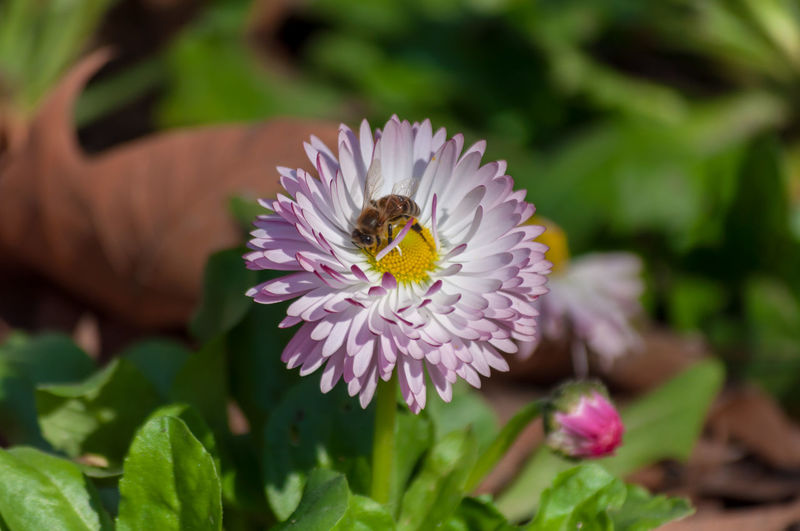 Small bee collecting pollen from a common daisy