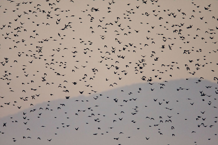 Flock of common starling in the evening