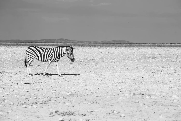 Zebra walking on land