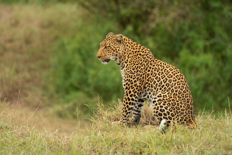 Leopard sits in profile on grassy cliff