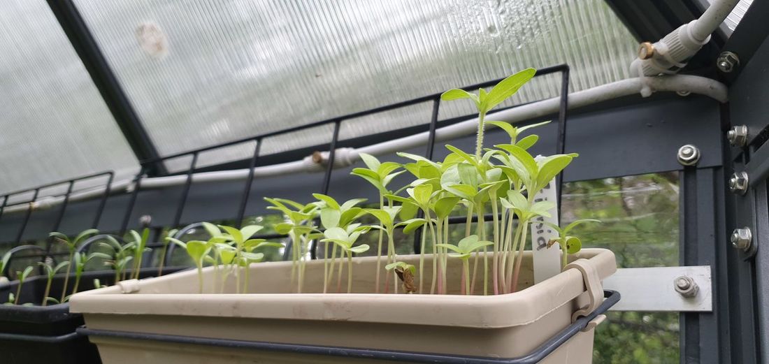 Potted plants growing in greenhouse