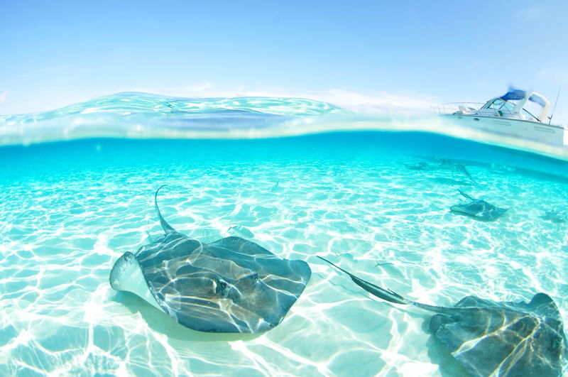 High angle view of stingrays in sea against sky