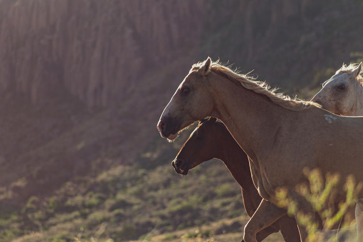 Side view of an animal on land