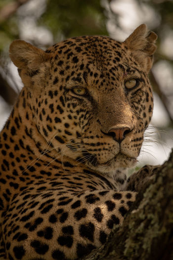 Close-up of leopard on tree
