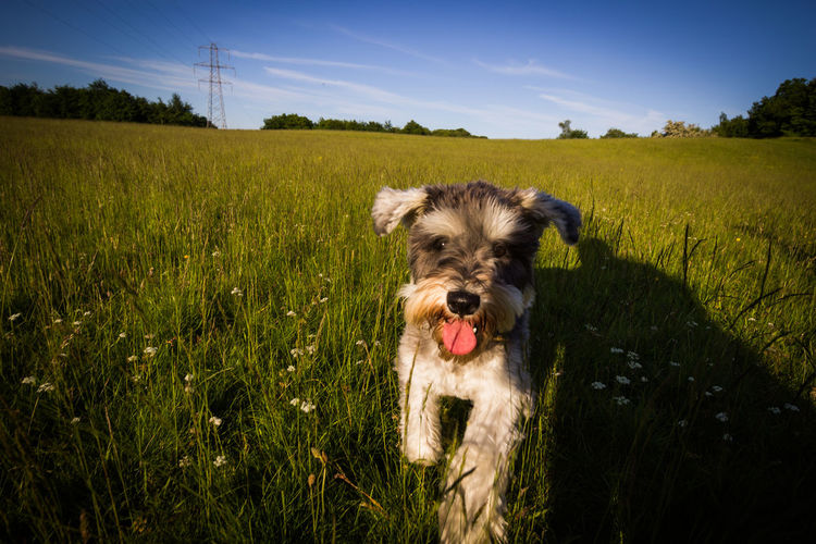 Schnauzer running on grassy field against blue sky