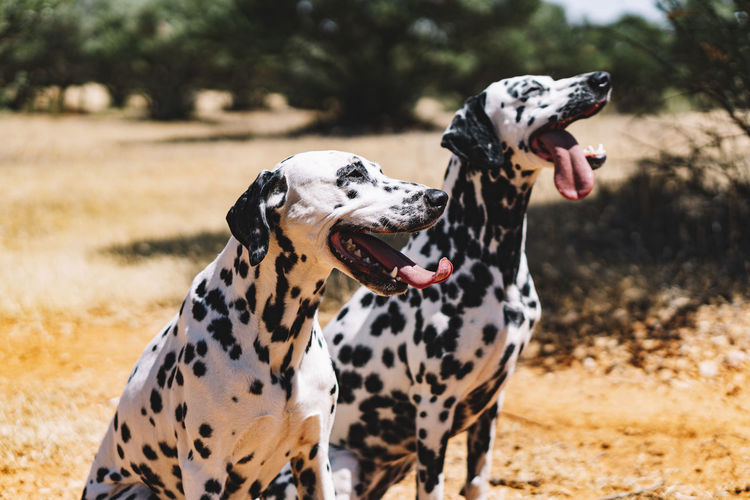 Dalmatian dogs sticking out tongue while sitting on field during sunny day