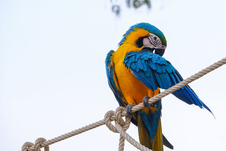 Low angle view of bird perching on rope against sky