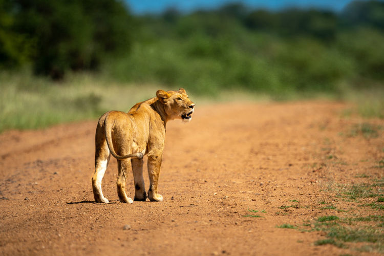 Scarred lioness stands looking right on track