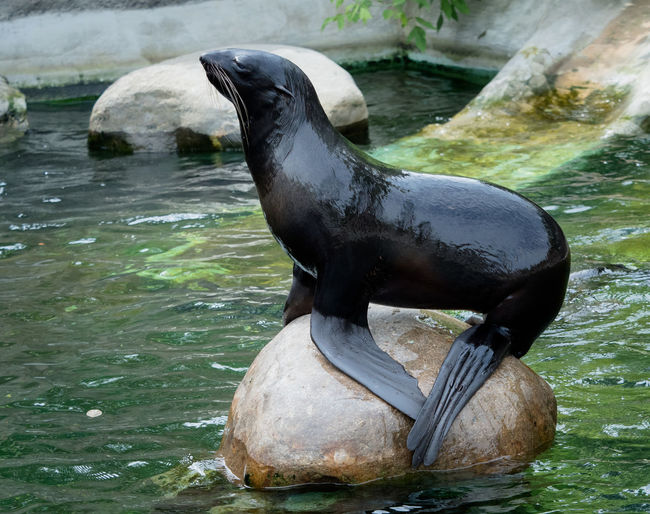Seal at zoo