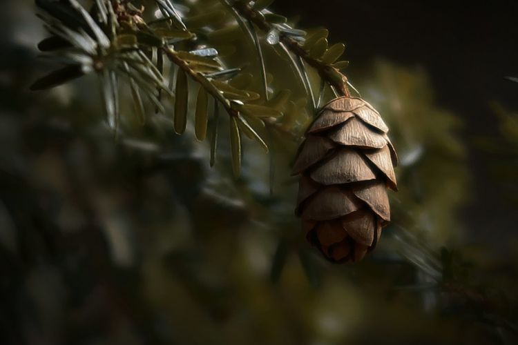 Little pine cone