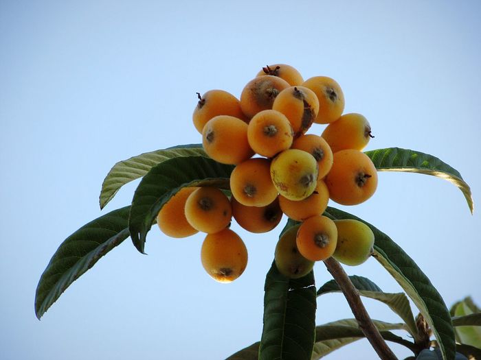 Low angle view of oranges growing on plant against sky